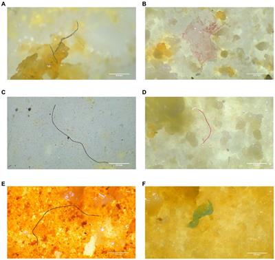 Accumulation, tissue distribution, health hazard of microplastics in a commercially important cat fish, Silonia silondia from a tropical large-scale estuary